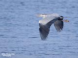 blauwe reiger 2023